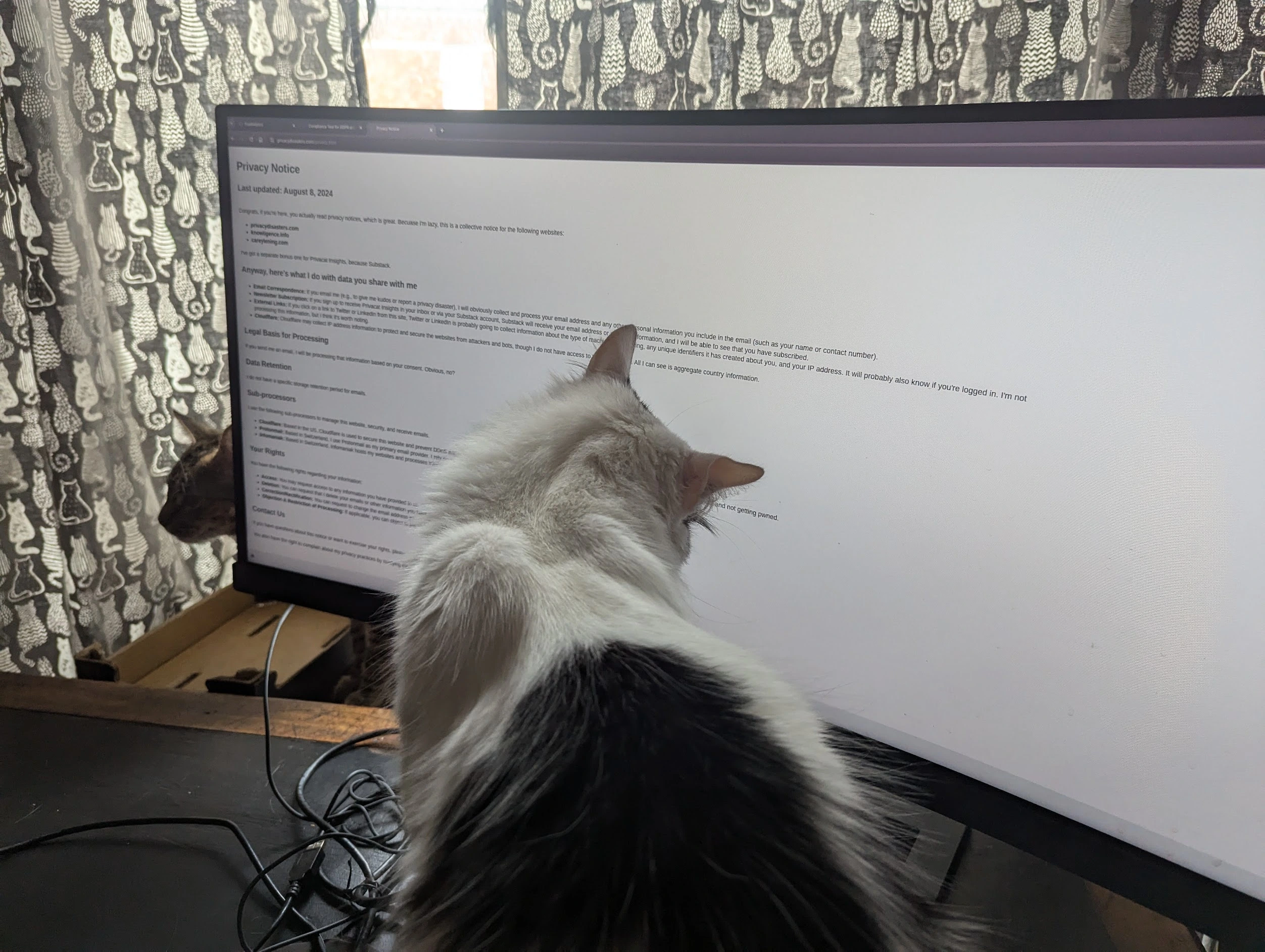 This is a cute cat reading a privacy notice